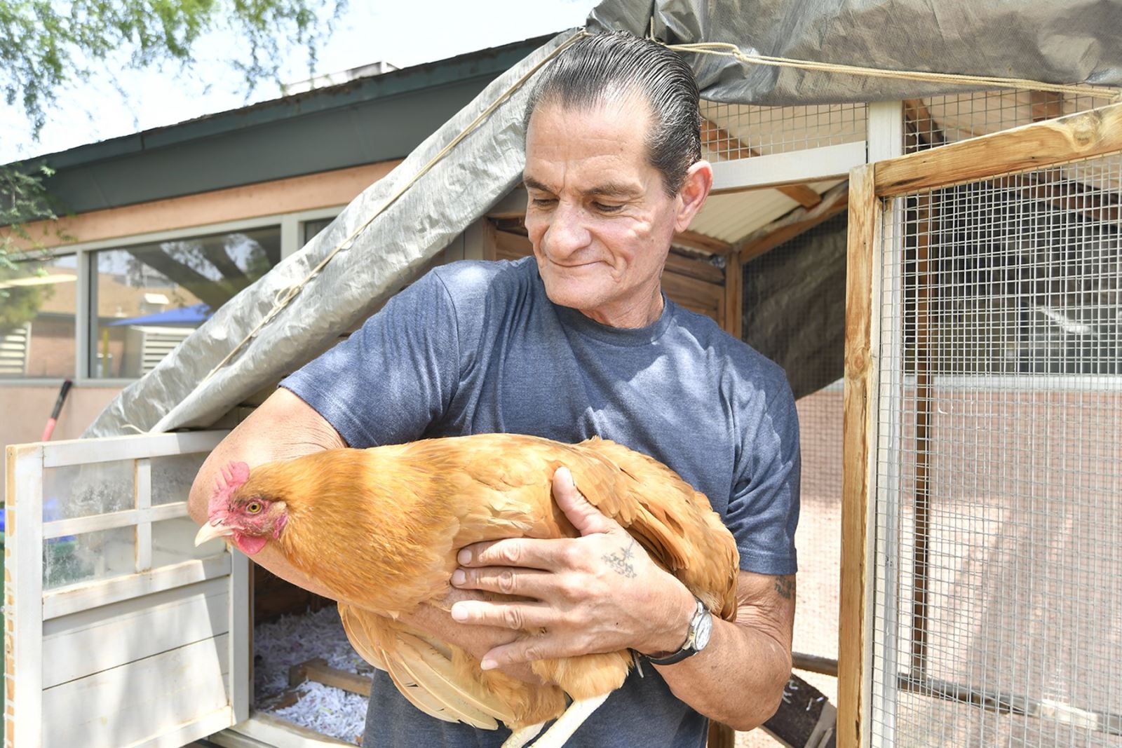 Howell custodian Gilbert Garcia holds beloved school chicken, Lucy, outside by her coop.
