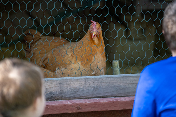 Students look at the school's chicken in its coop