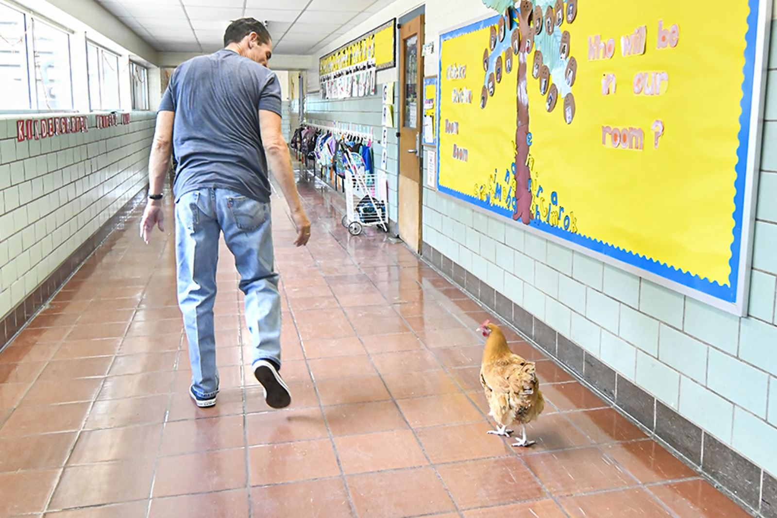 Lucy the chicken follows custodian Gilbert Garcia down the hallways of Howell Elementary.