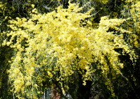 Yellow Palo Verde bush